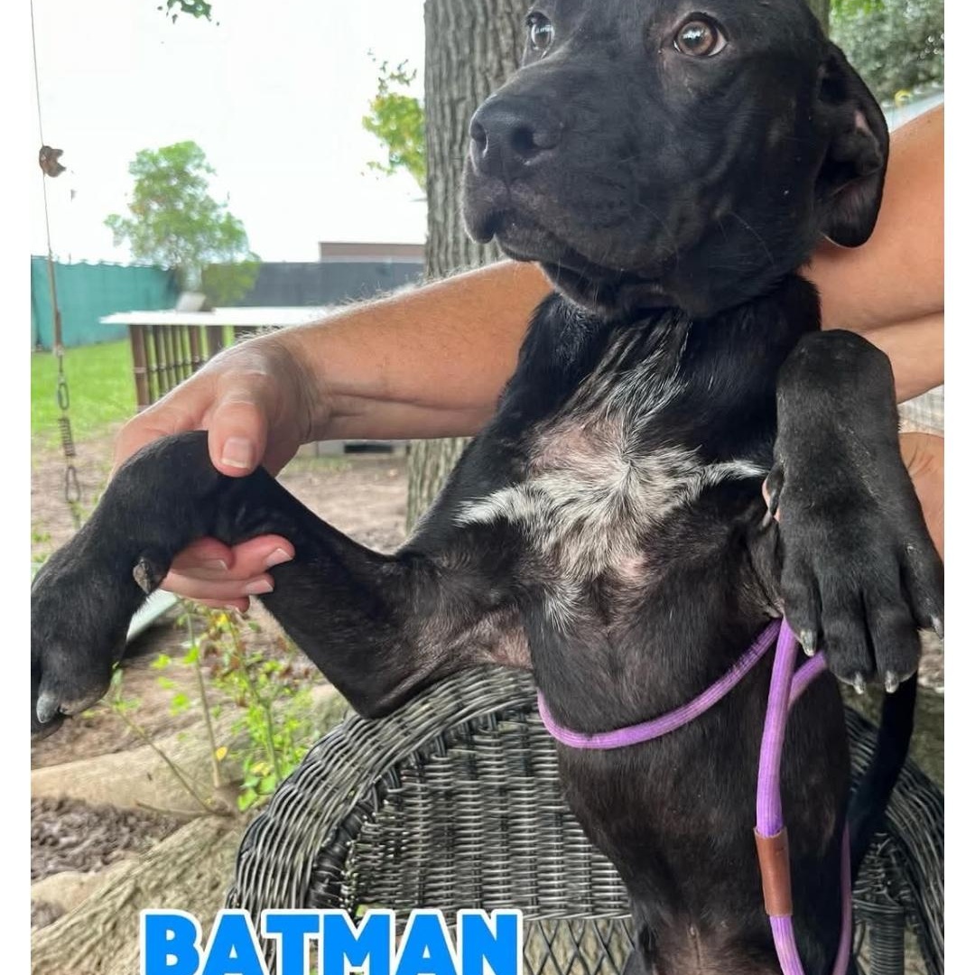 Enlarge BatMan, a ADOPTABLE mixed breed in Hampton, VA image 3/5