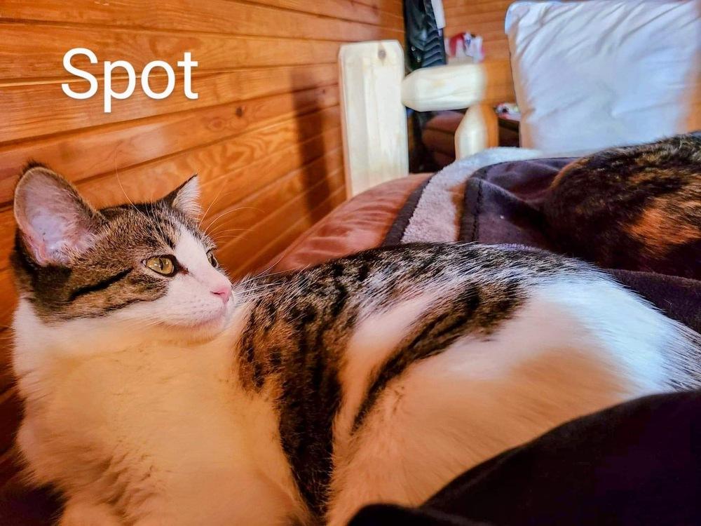 Enlarge Spot, a Adopted Domestic Short Hair in Blanchard, OK image 1/3
