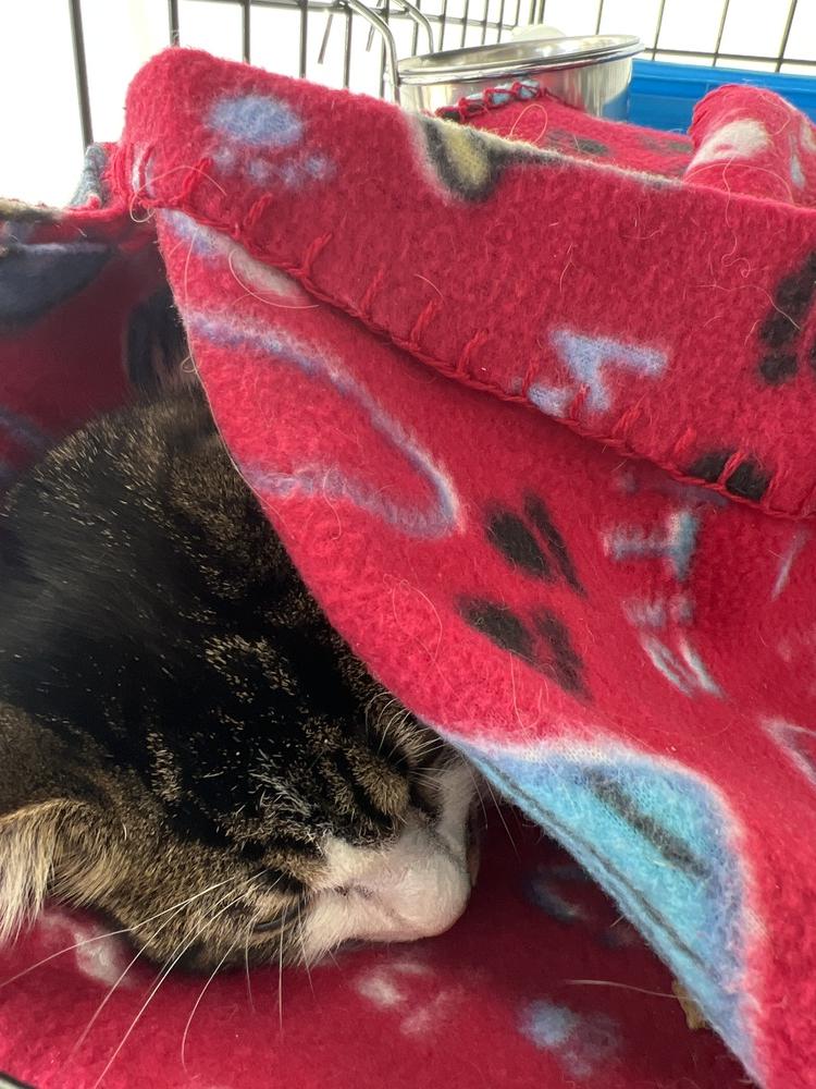 Enlarge Spot, a Adopted Domestic Short Hair in Blanchard, OK image 2/3