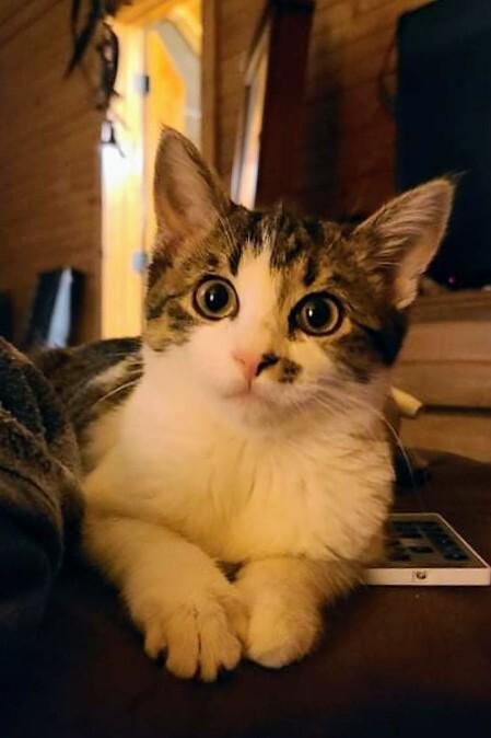 Enlarge Spot, a Adopted Domestic Short Hair in Blanchard, OK image 3/3