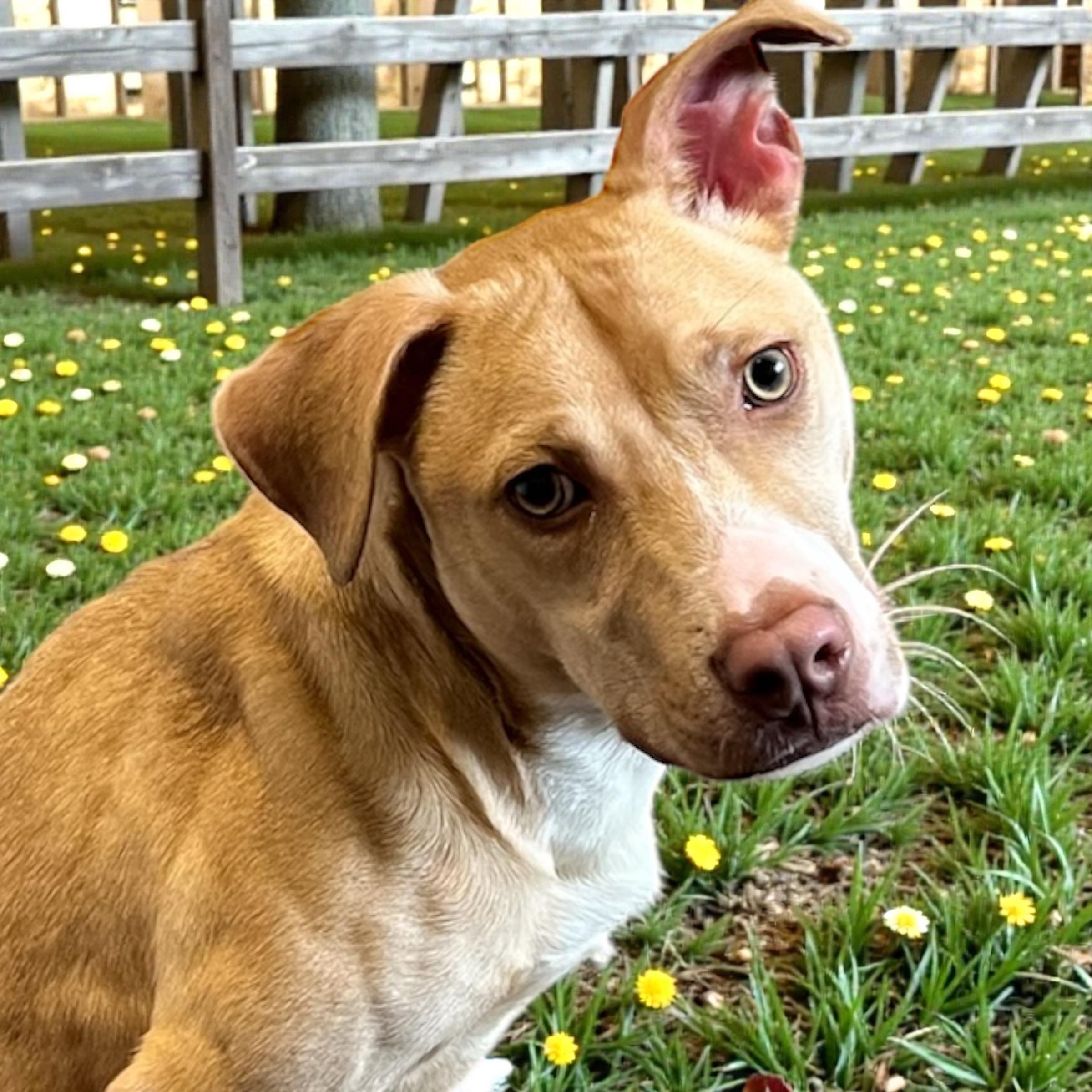 Enlarge Lynyrd, a ADOPTABLE mixed breed in Horn Lake, MS image 1/6