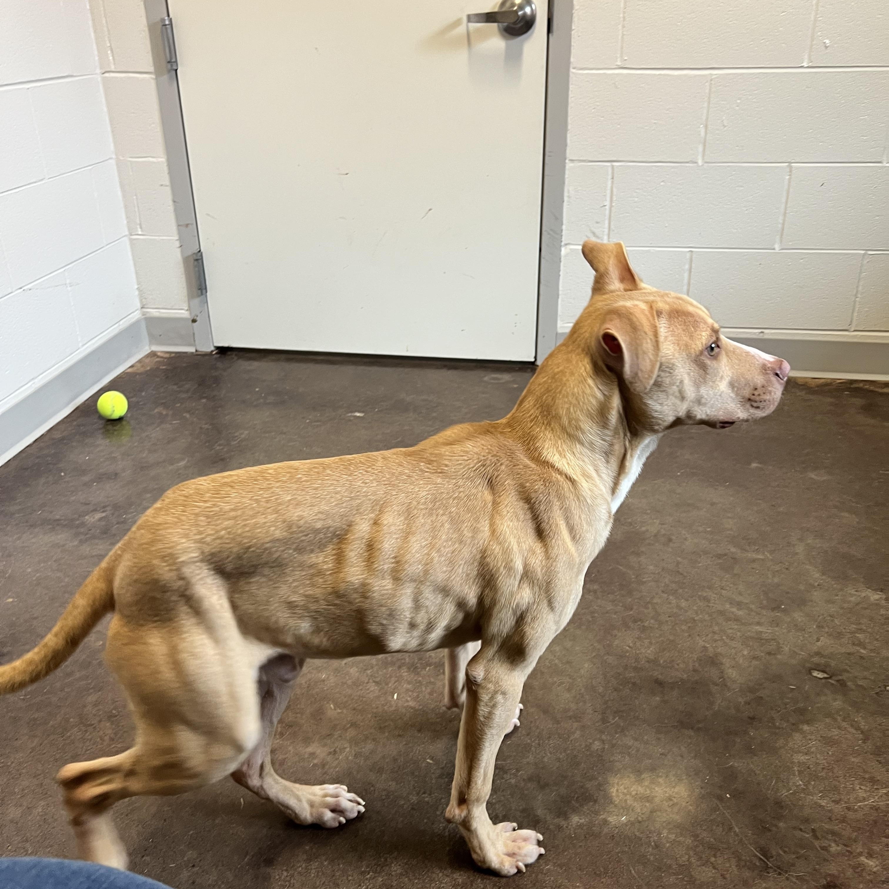 Enlarge Lynyrd, a ADOPTABLE mixed breed in Horn Lake, MS image 2/6