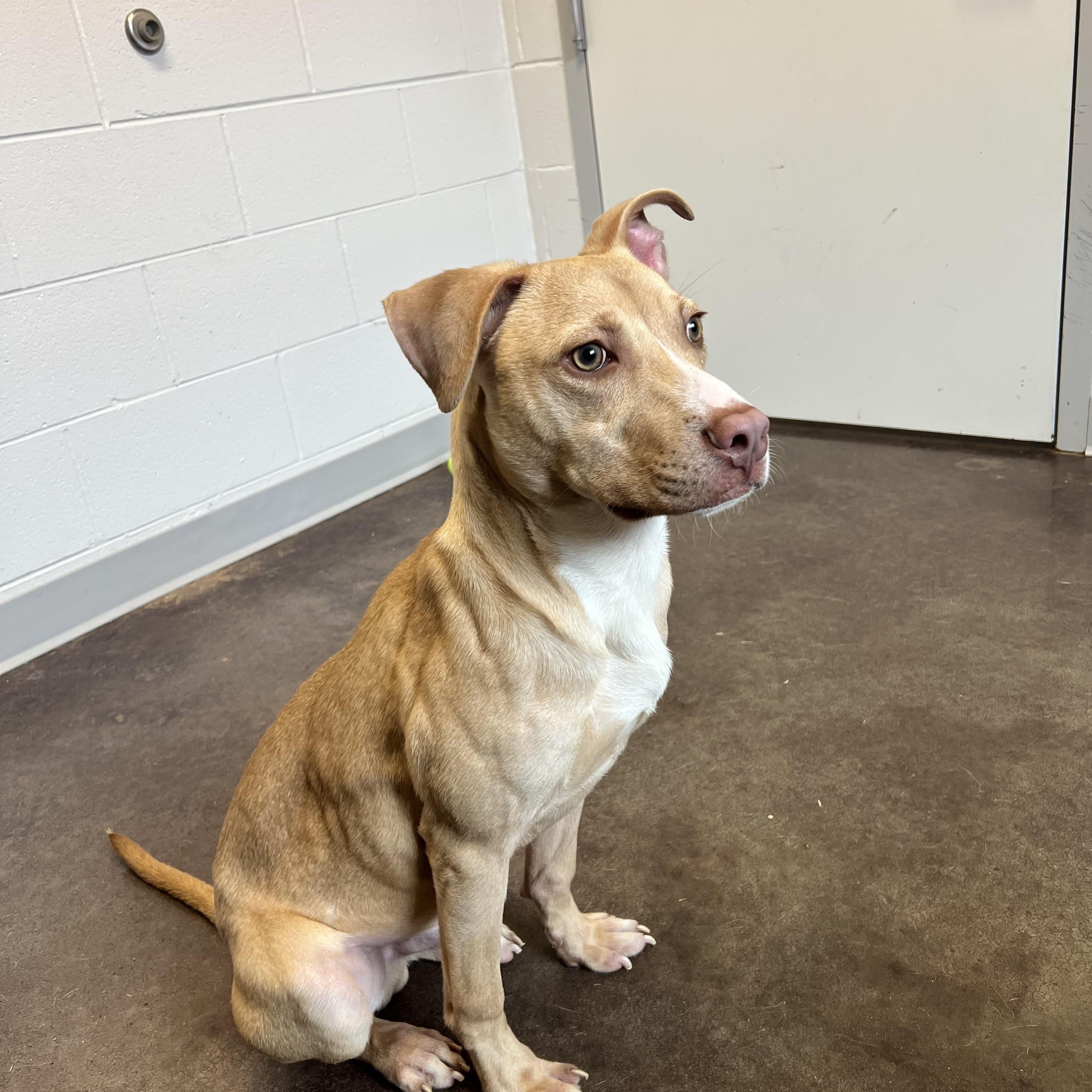 Enlarge Lynyrd, a ADOPTABLE mixed breed in Horn Lake, MS image 4/6