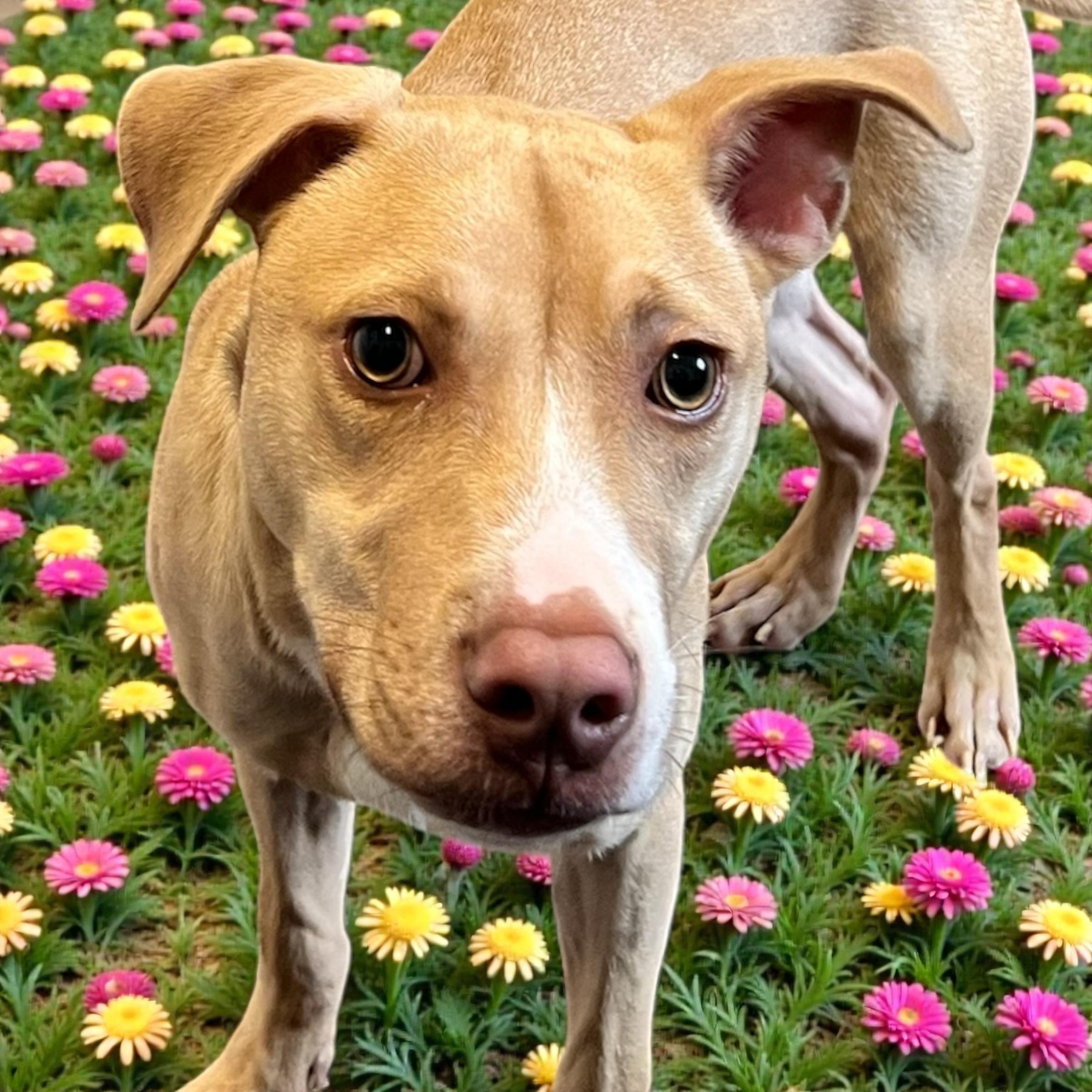 Enlarge Lynyrd, a ADOPTABLE mixed breed in Horn Lake, MS image 5/6