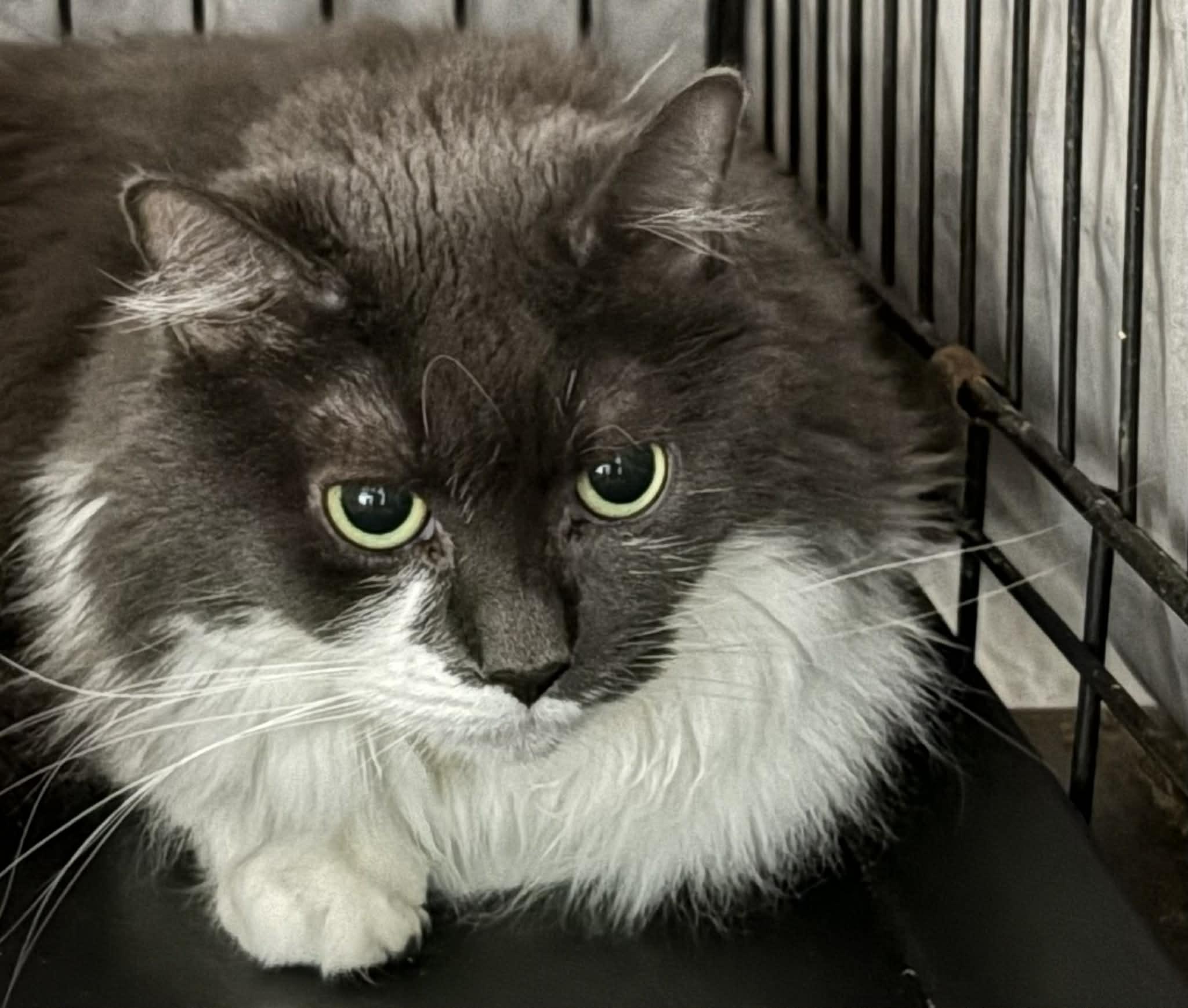 Enlarge Freya, a ADOPTABLE Domestic Long Hair in Westfield, MA image 1/1