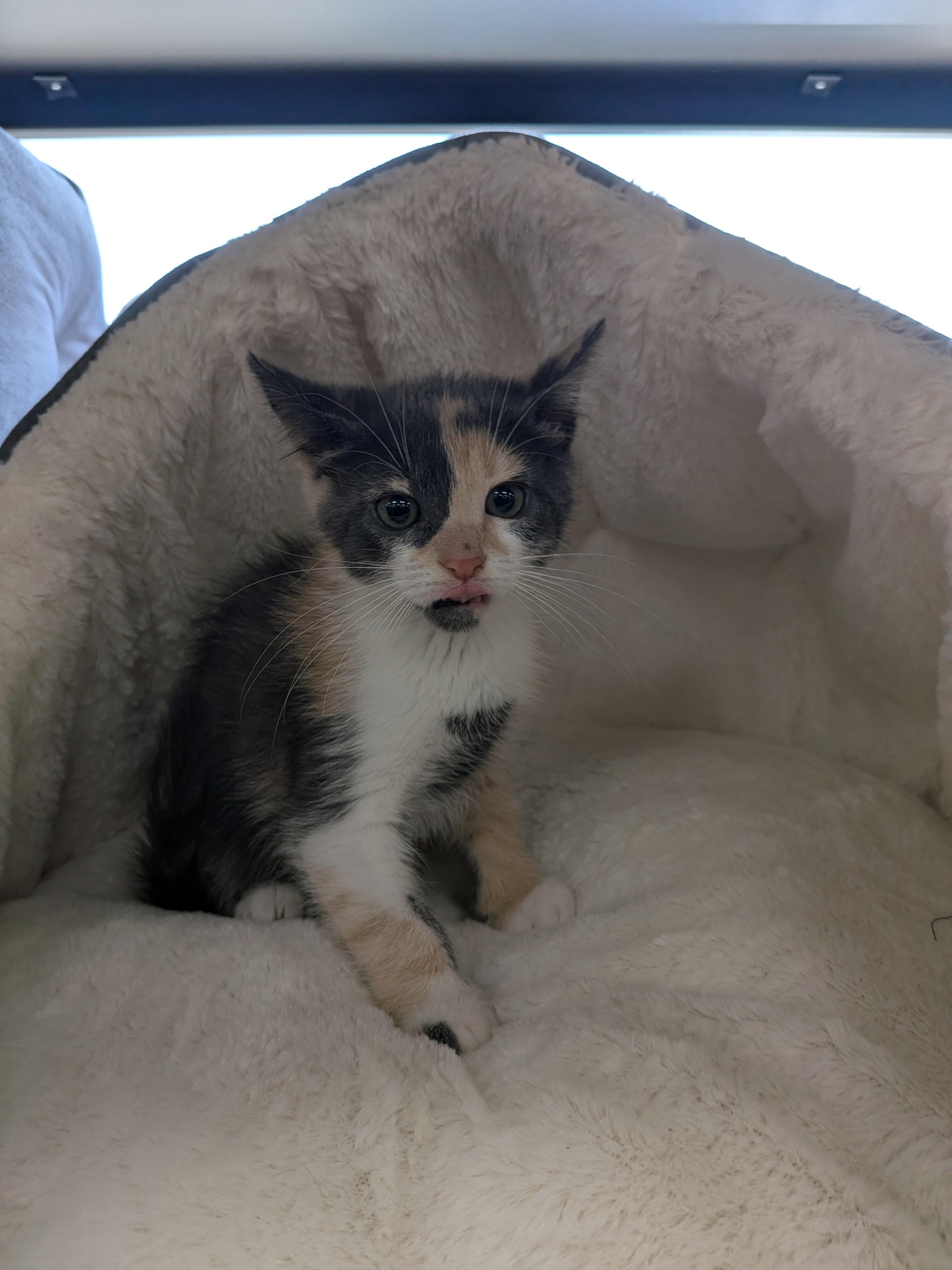 Chorizo -Preadoption ONLY, Adoptable, Kitten Female Domestic Short Hair.