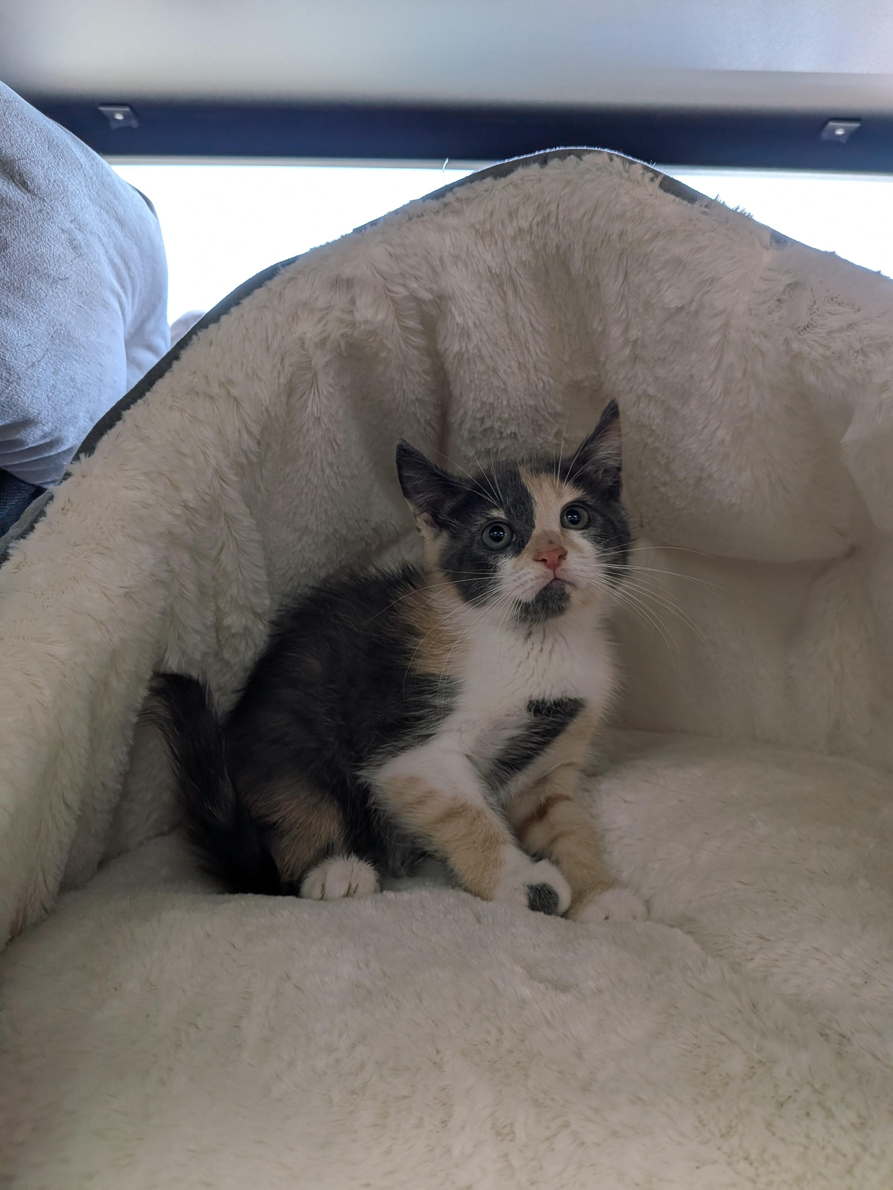 Enlarge Chorizo -Preadoption ONLY, a Adoptable Domestic Short Hair in Chilliwack, BC image 2/2