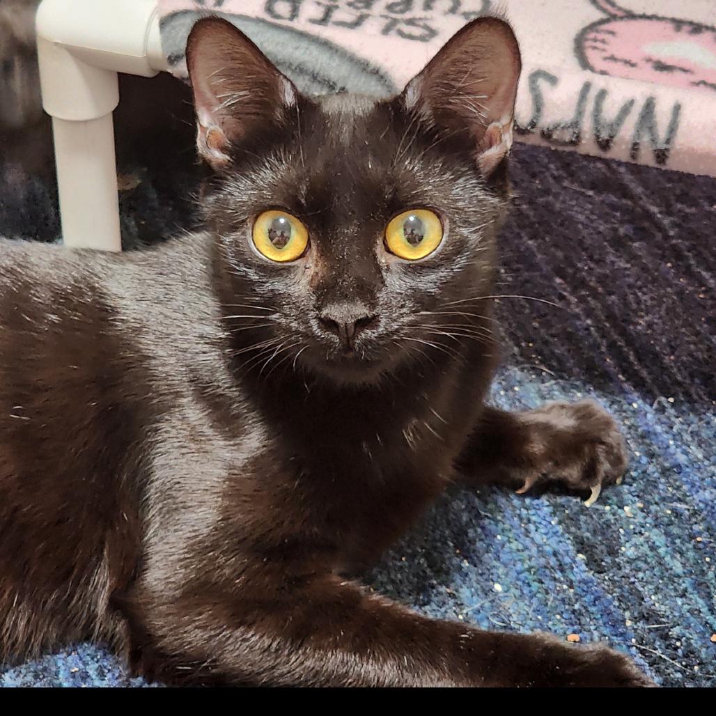 Tate, Adoptable, Young Female Domestic Short Hair.