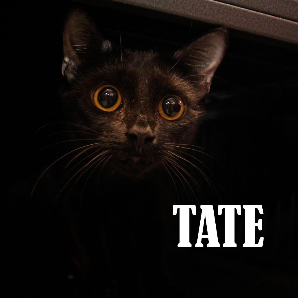 Enlarge Tate, a Adoptable Domestic Short Hair in Mooresville, NC image 2/3