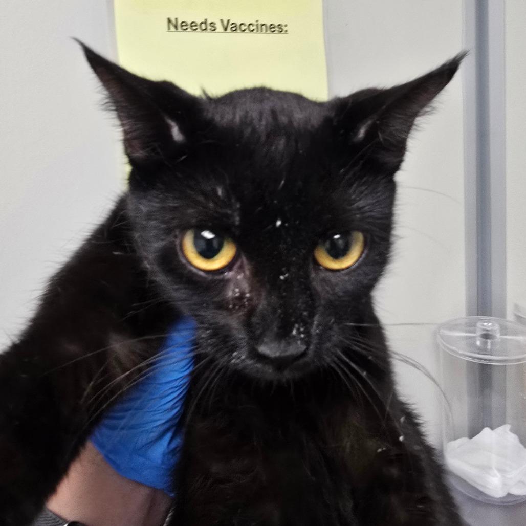 Enlarge Tate, a Adoptable Domestic Short Hair in Mooresville, NC image 3/3