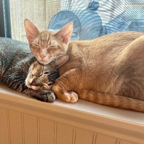 Sheldon Big Bang, Adoptable, Young Male Domestic Short Hair.