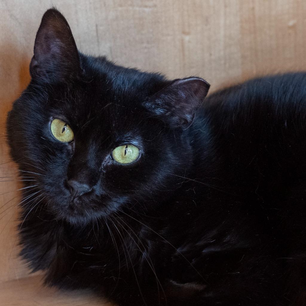 Quiche, ADOPTABLE, Adult Female Domestic Short Hair.