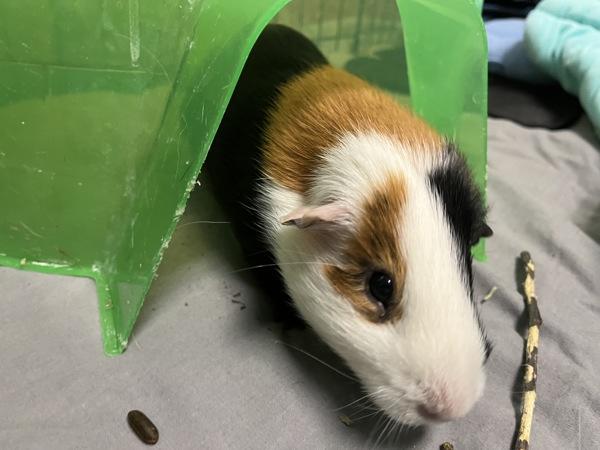 Enlarge Maverick - Trio To Heidi And Pheobe, a Adoptable mixed breed in Stratham, NH image 1/1