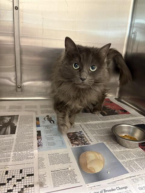 GEMMA, Adoptable, Adult Female Domestic Long Hair & Domestic Short Hair.