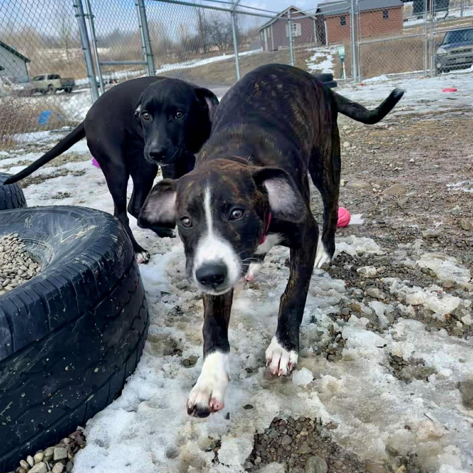 Enlarge Diane, an adopted mixed breed in Tioga, PA image 5/6