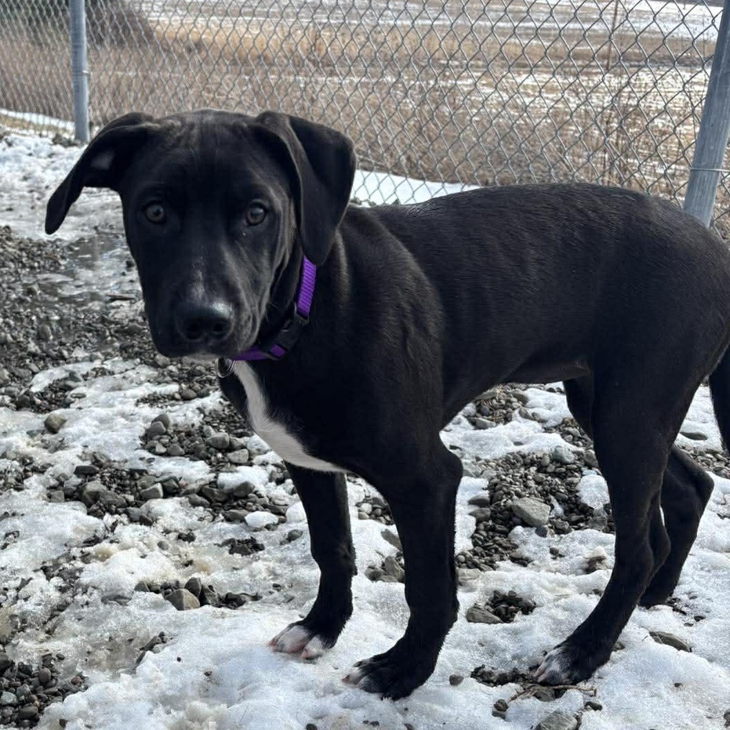 Enlarge Diane, an adopted mixed breed in Tioga, PA image 4/6