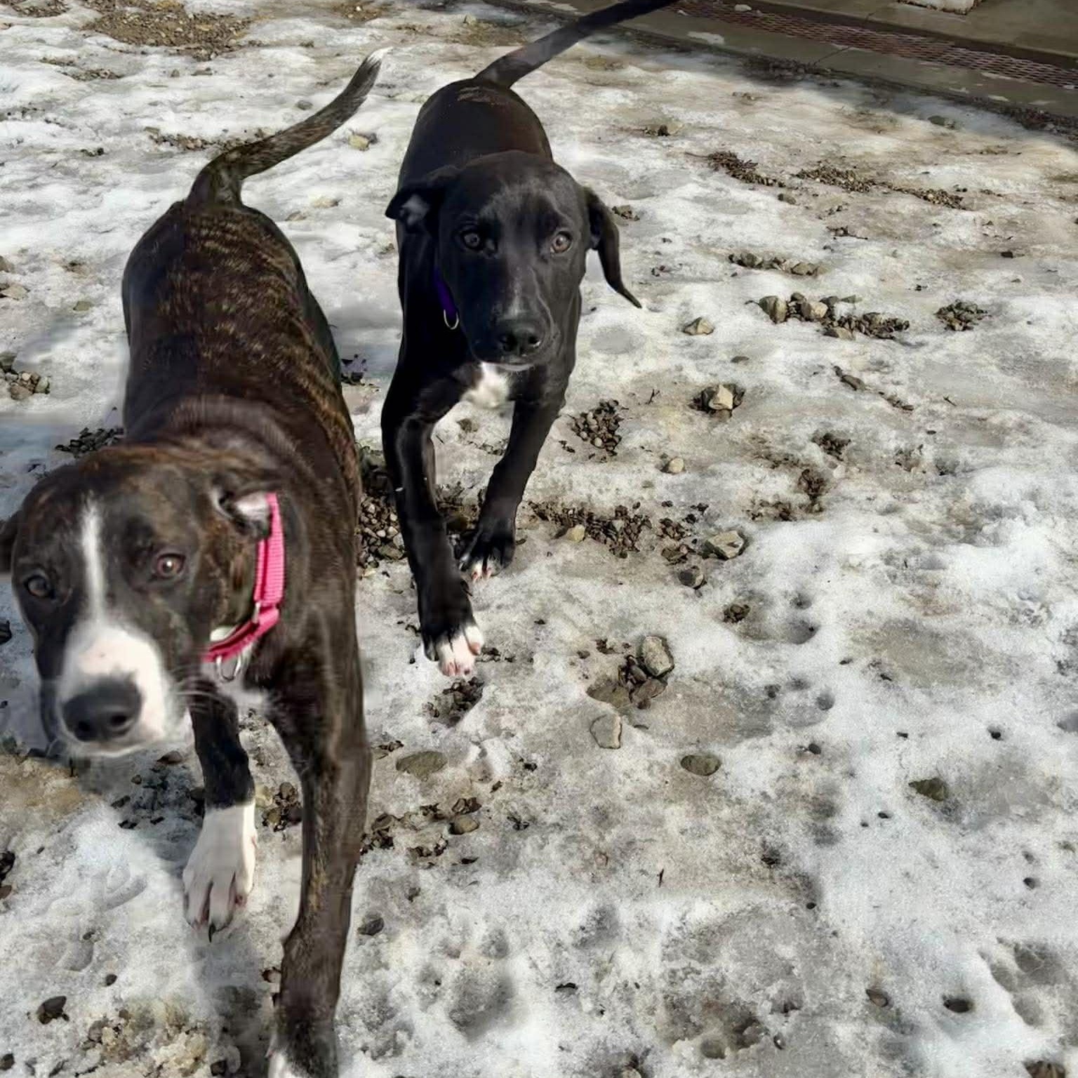 Enlarge Diane, an adopted mixed breed in Tioga, PA image 6/6