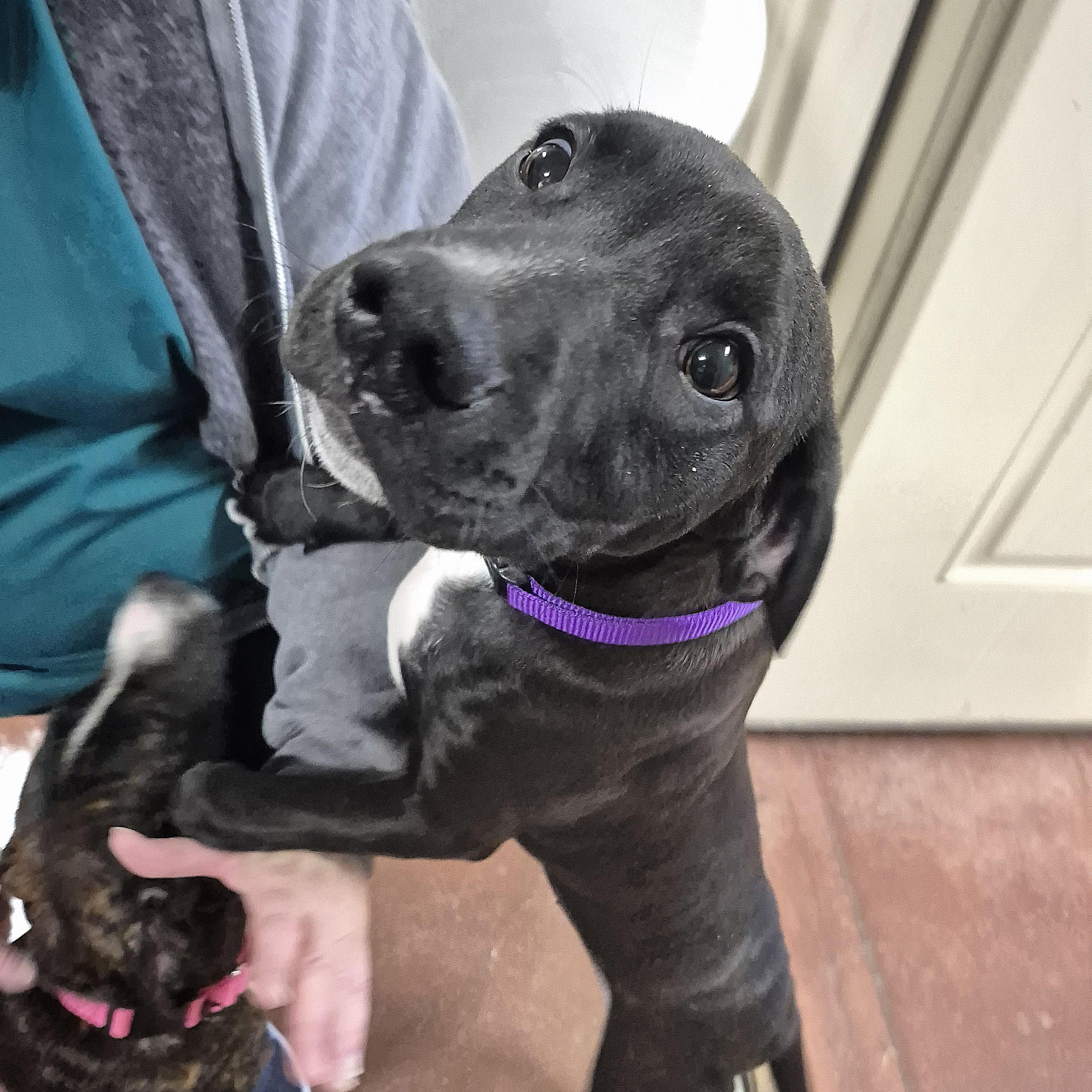 Enlarge Diane, an adopted mixed breed in Tioga, PA image 2/6