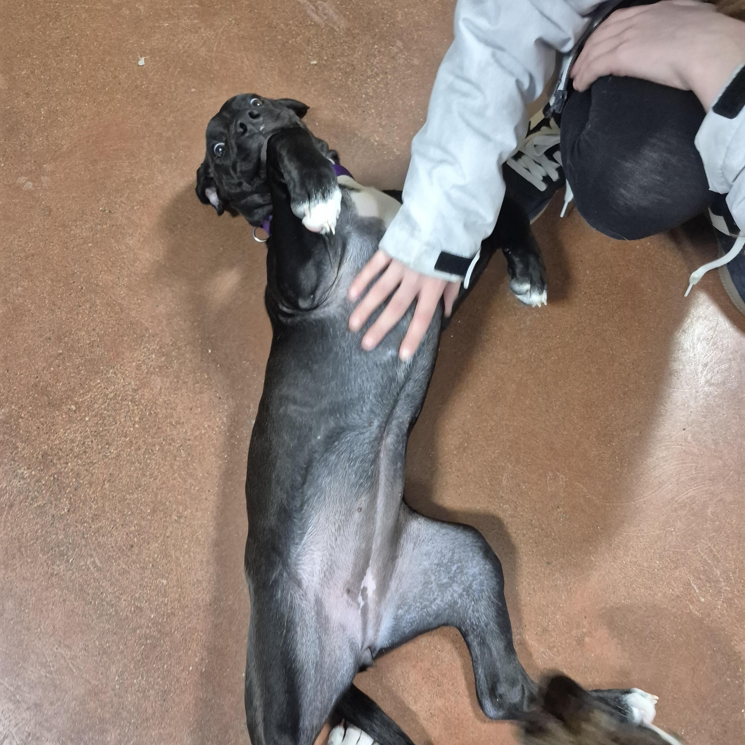 Enlarge Diane, an adopted mixed breed in Tioga, PA image 3/6