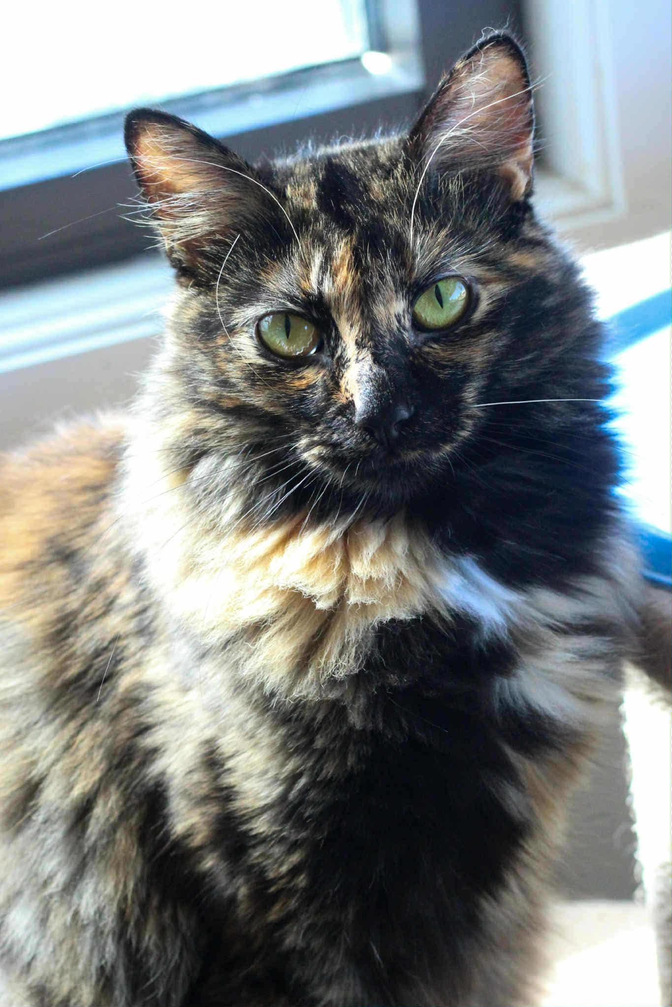 Lexa, Adoptable, Adult Female Domestic Long Hair.