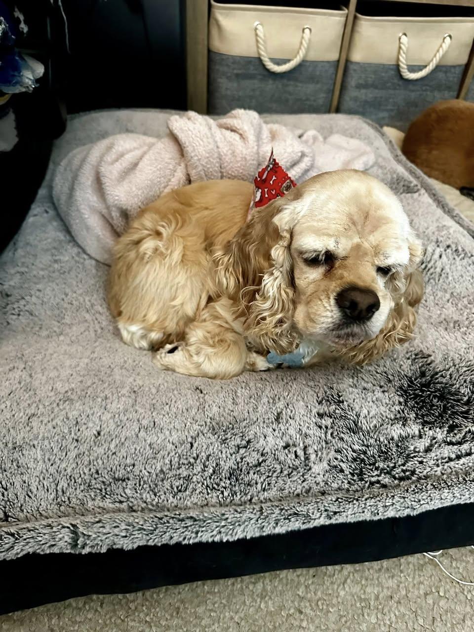 Enlarge Lainey, an adopted Cocker Spaniel in Cape Coral, FL image 2/3