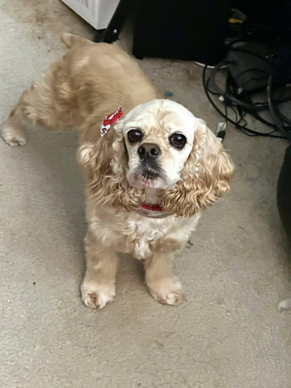 Lainey, adopted, Adult Female Cocker Spaniel.