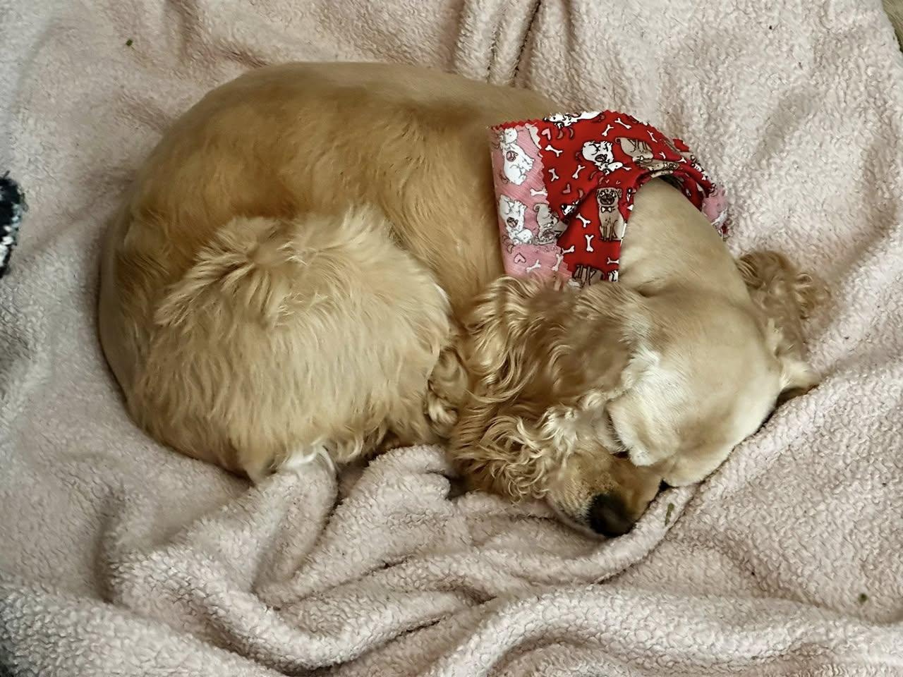 Enlarge Lainey, an adopted Cocker Spaniel in Cape Coral, FL image 3/3