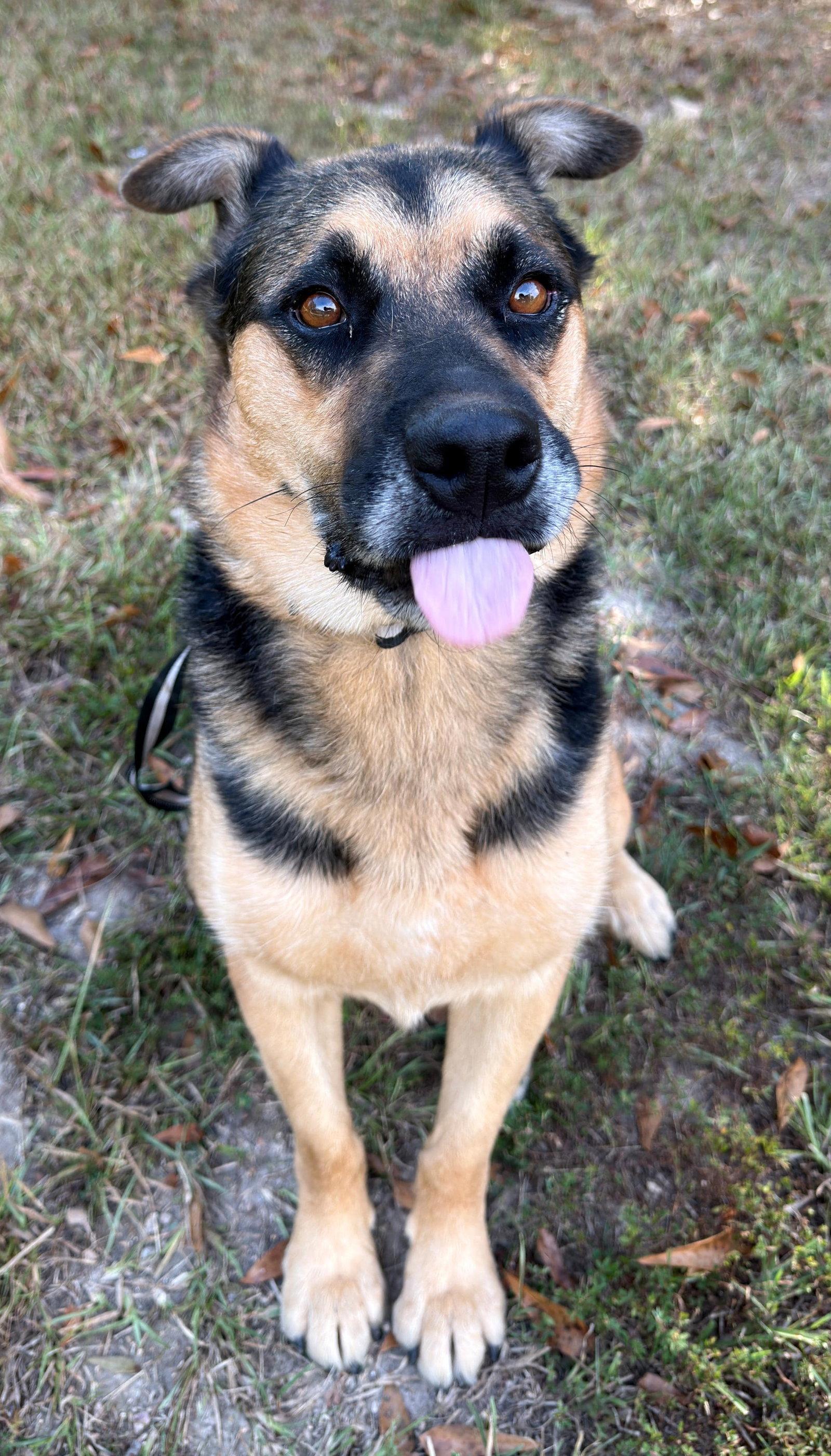 Verity, Adoptable, Adult Female German Shepherd Dog & Australian Cattle Dog / Blue Heeler.
