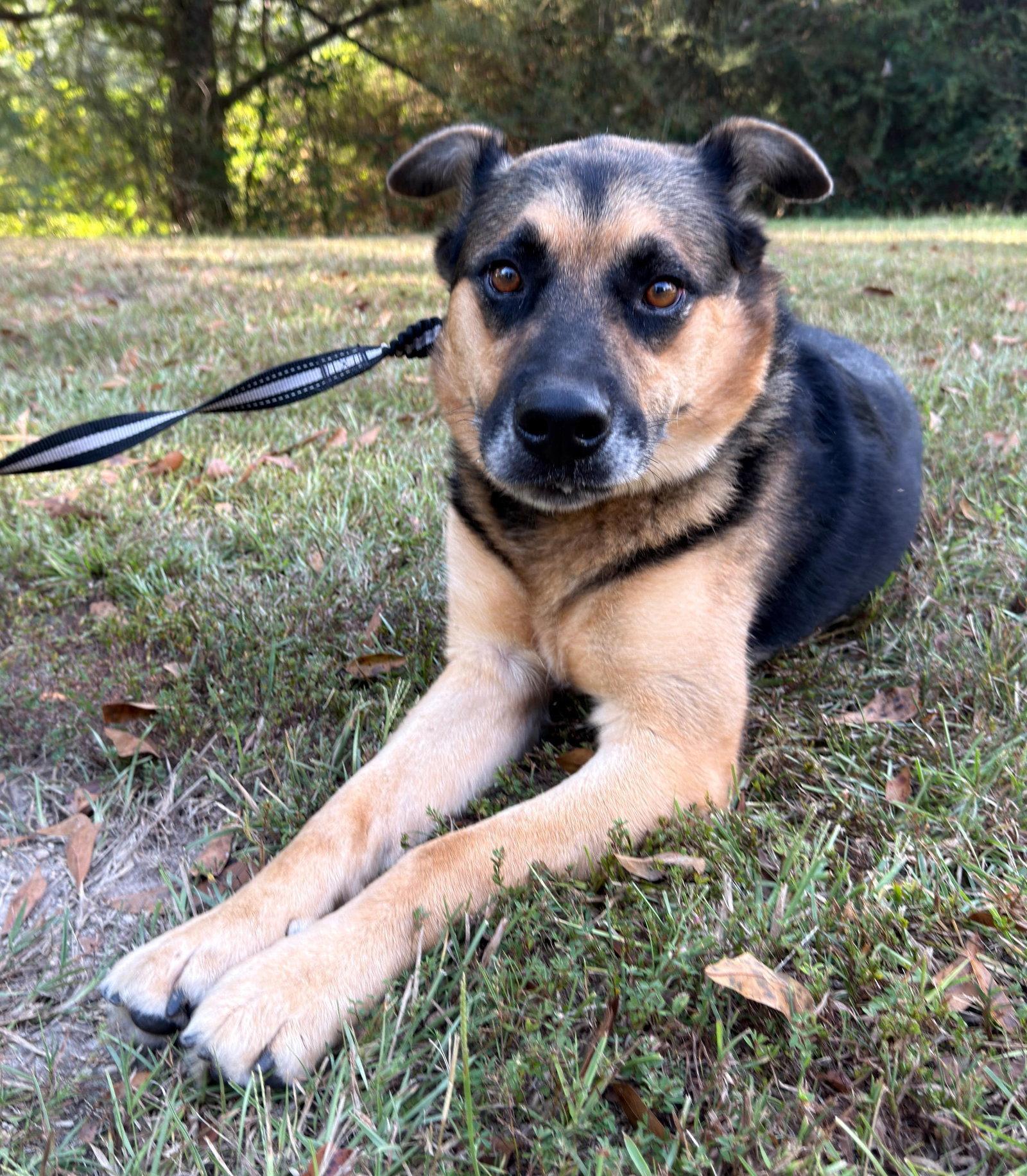 Enlarge Verity, a Adoptable mixed breed in Attalla, AL image 2/3