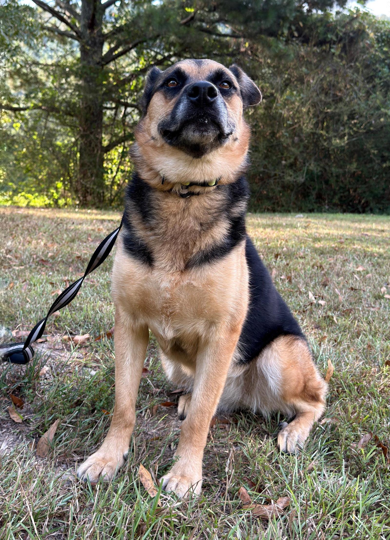 Enlarge Verity, a Adoptable mixed breed in Attalla, AL image 3/3