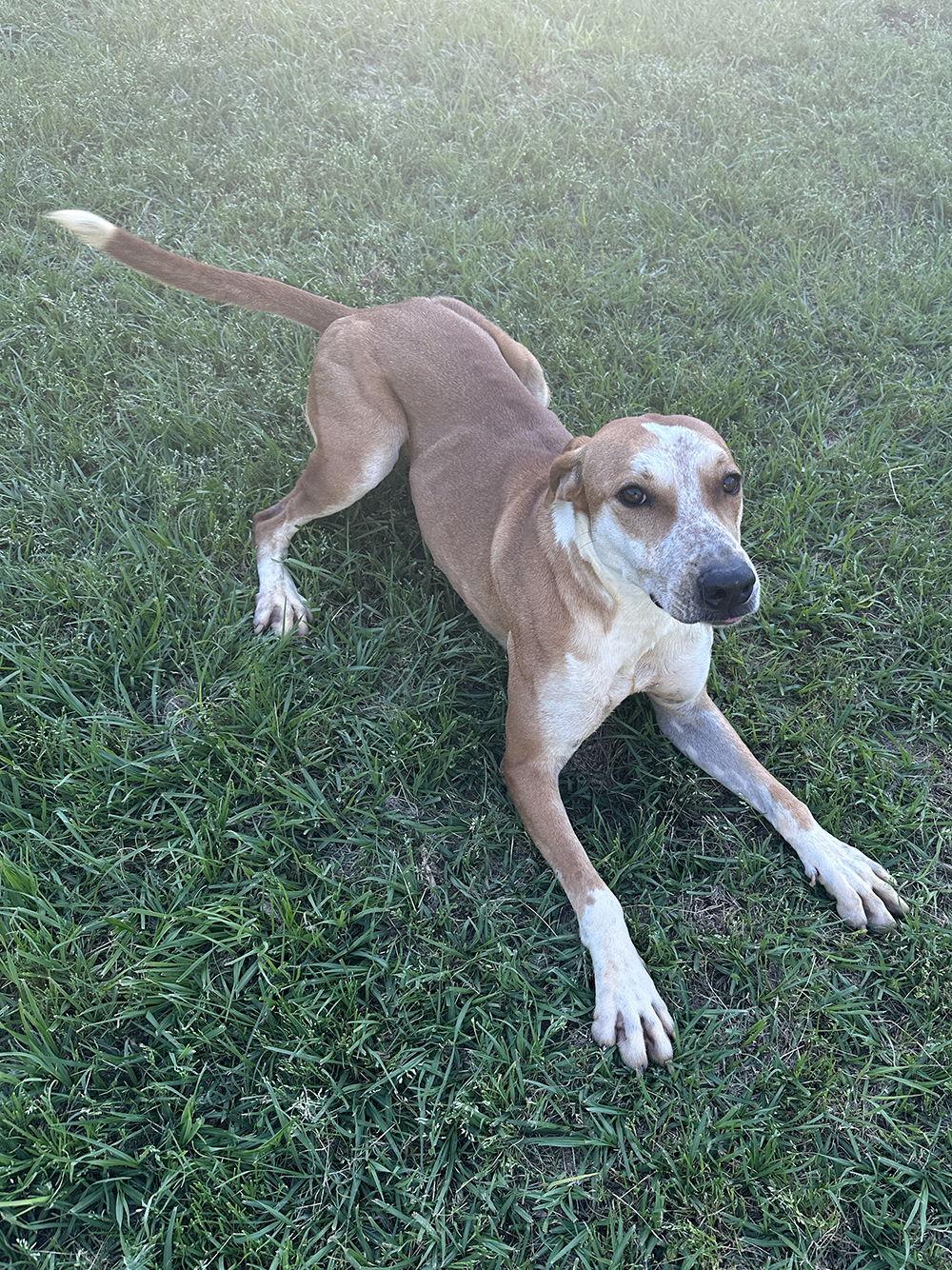 Ginny, Adoptable, Young Female Labrador Retriever.