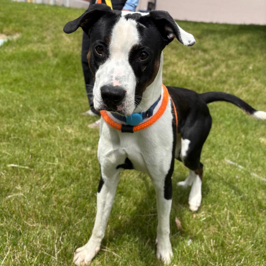 Jim, Adoptable, Adult Male Terrier & Mixed Breed.
