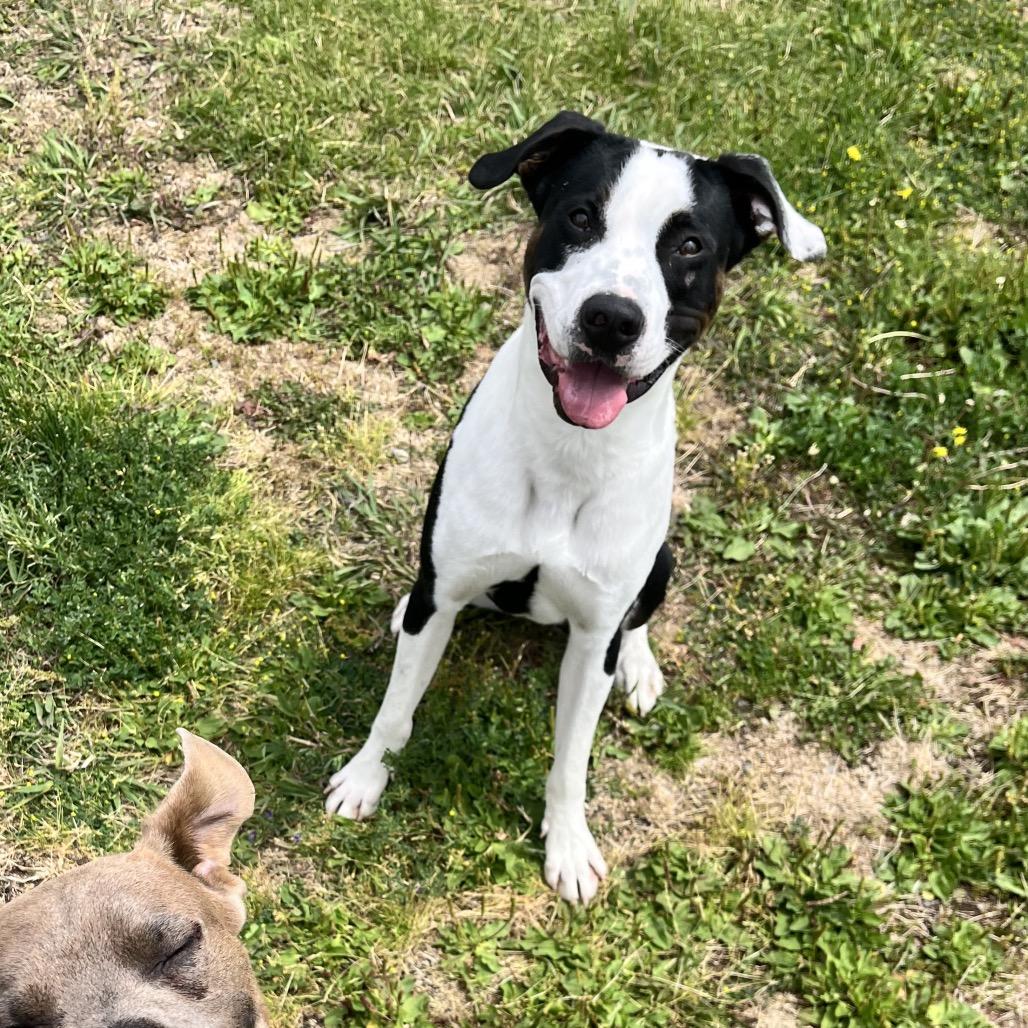 Enlarge Jim, a Adoptable mixed breed in Spokane, WA image 2/6
