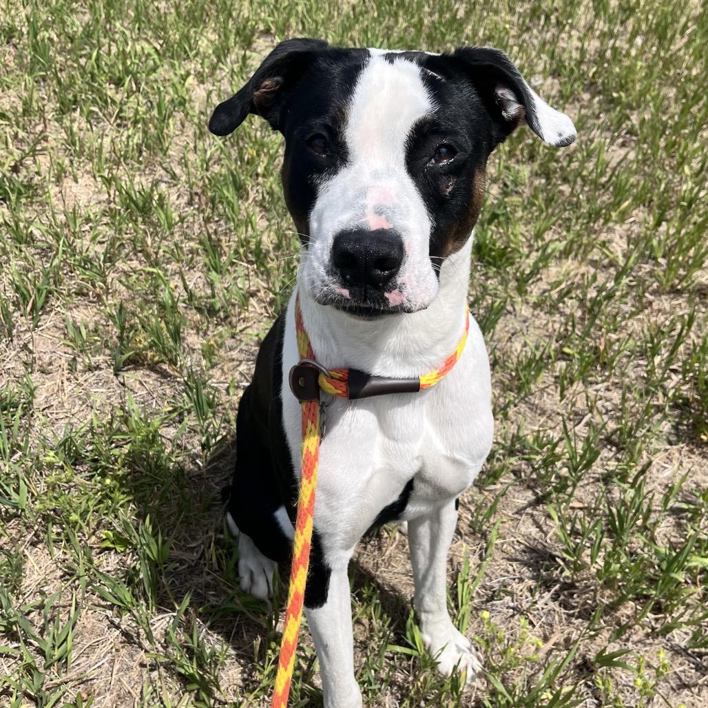 Enlarge Jim, a Adoptable mixed breed in Spokane, WA image 3/6