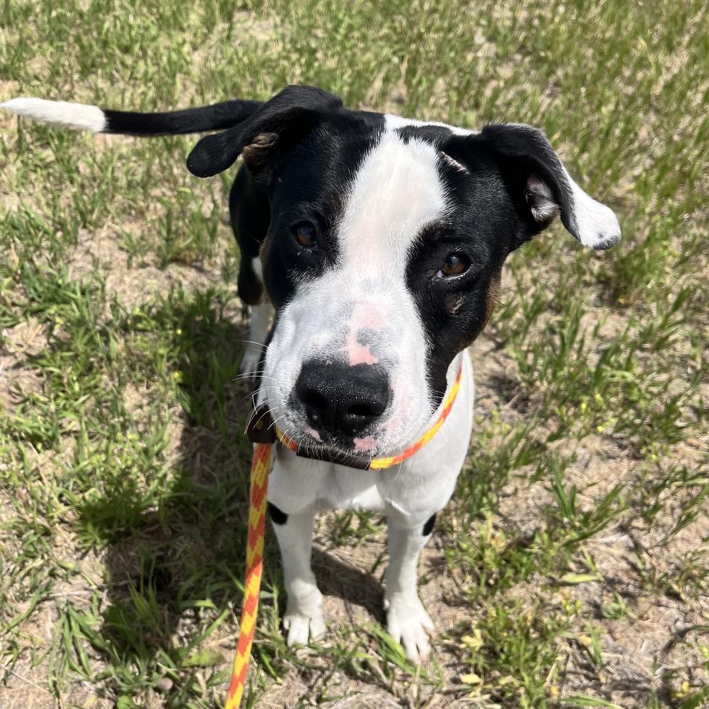 Enlarge Jim, a Adoptable mixed breed in Spokane, WA image 4/6