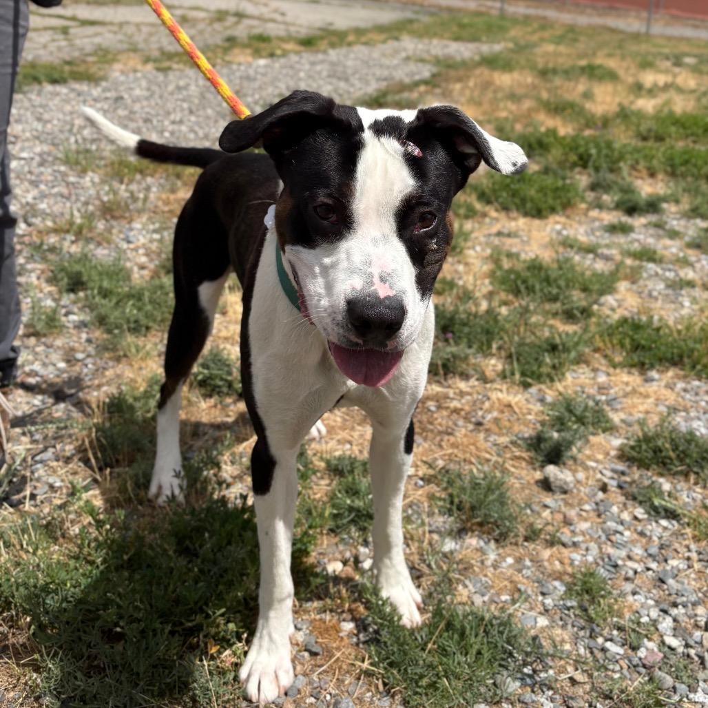 Enlarge Jim, a Adoptable mixed breed in Spokane, WA image 5/6