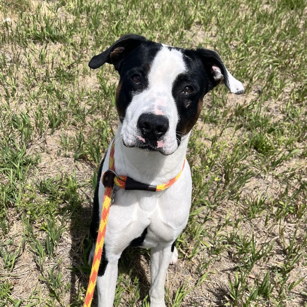 Enlarge Jim, a Adoptable mixed breed in Spokane, WA image 6/6
