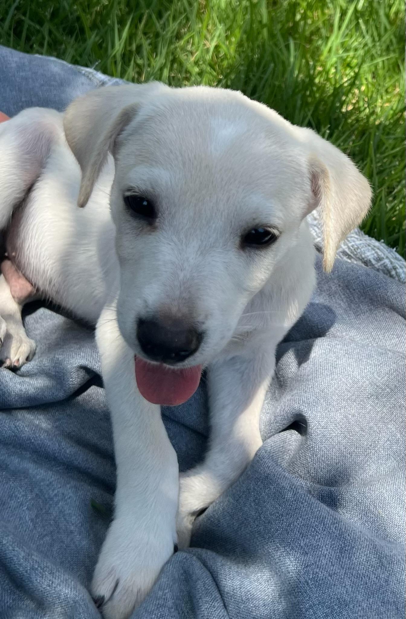 Puppy Pete, a ADOPTABLE mixed breed in Houston, TX image 2/3