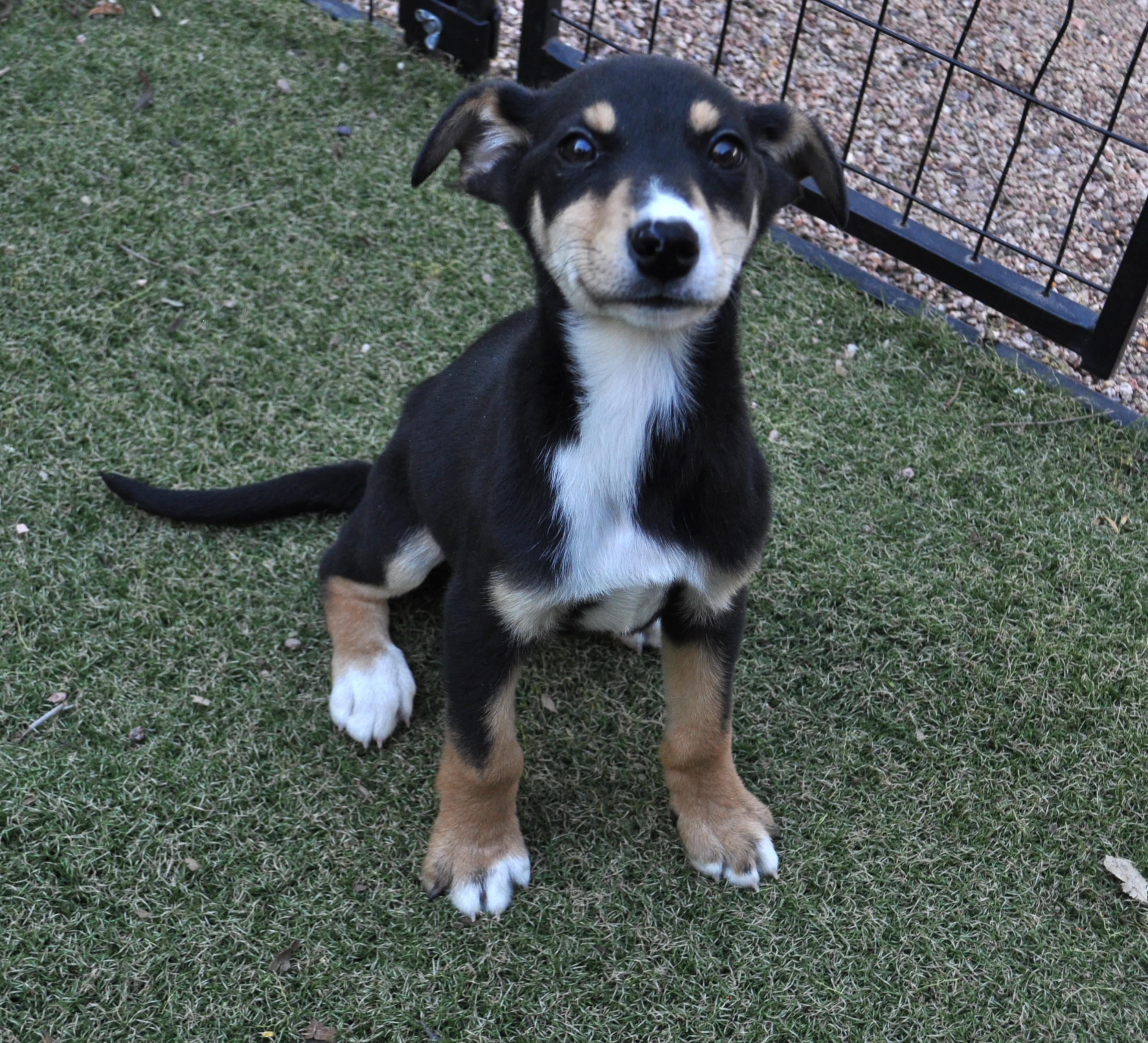 Judy, ADOPTABLE, Puppy Female Australian Cattle Dog / Blue Heeler & Cattle Dog.