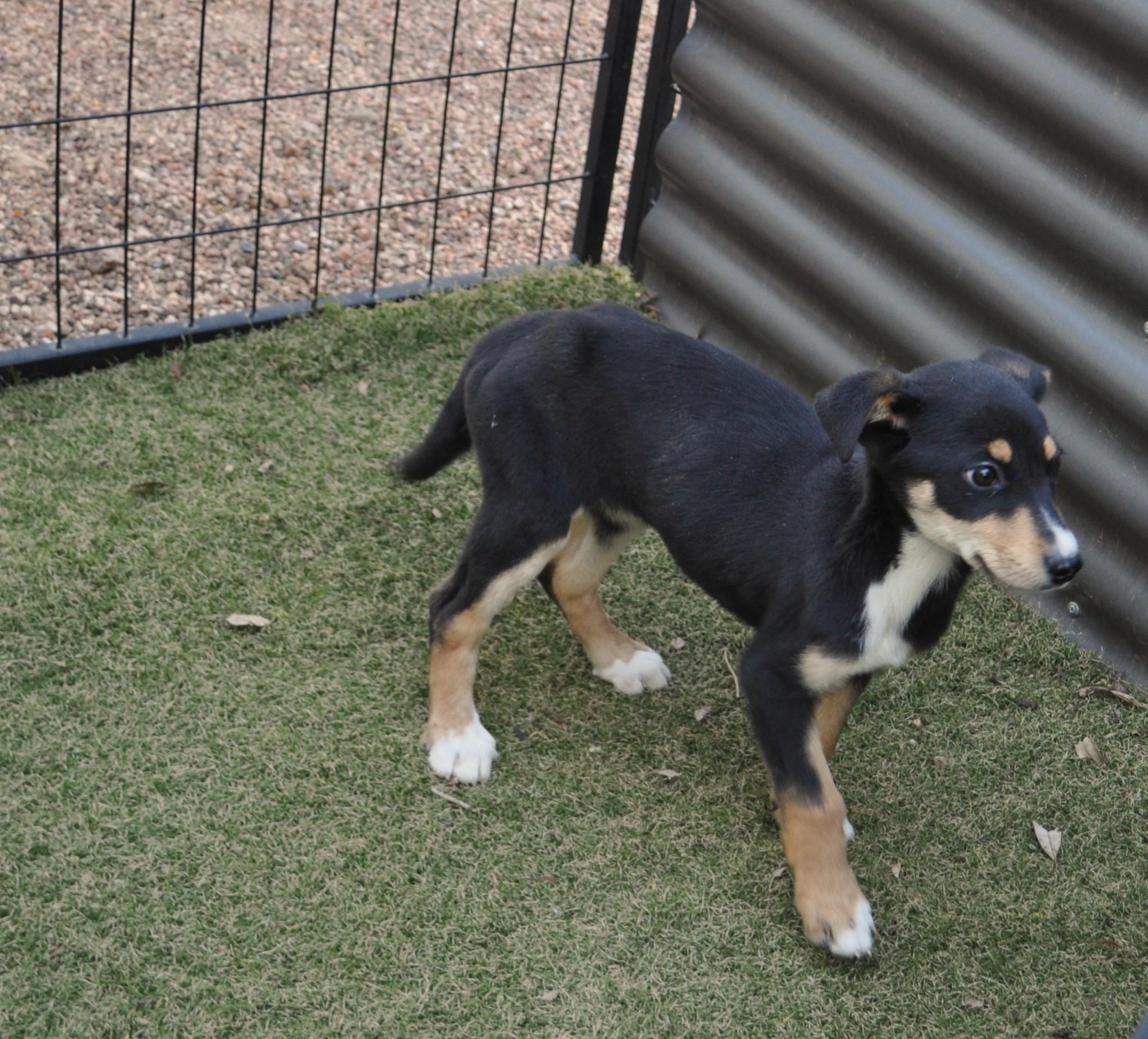Enlarge Judy, a ADOPTABLE mixed breed in Apache Junction, AZ image 4/4