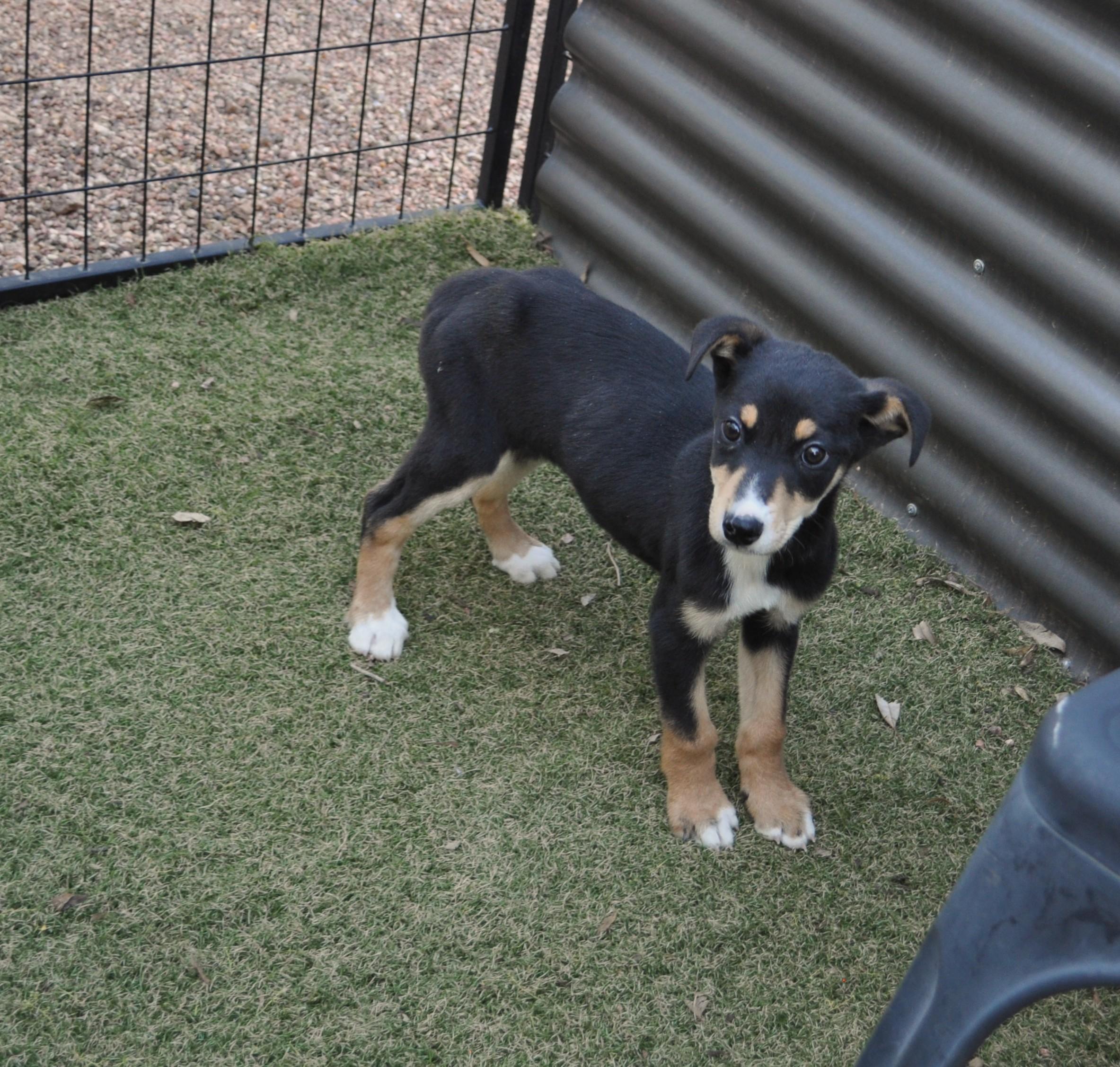 Enlarge Judy, a ADOPTABLE mixed breed in Apache Junction, AZ image 3/4