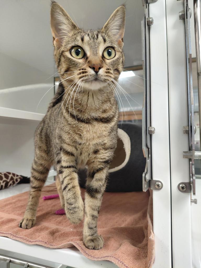 Enlarge Katniss, a Adoptable mixed breed in Saint Paul, MN image 1/2