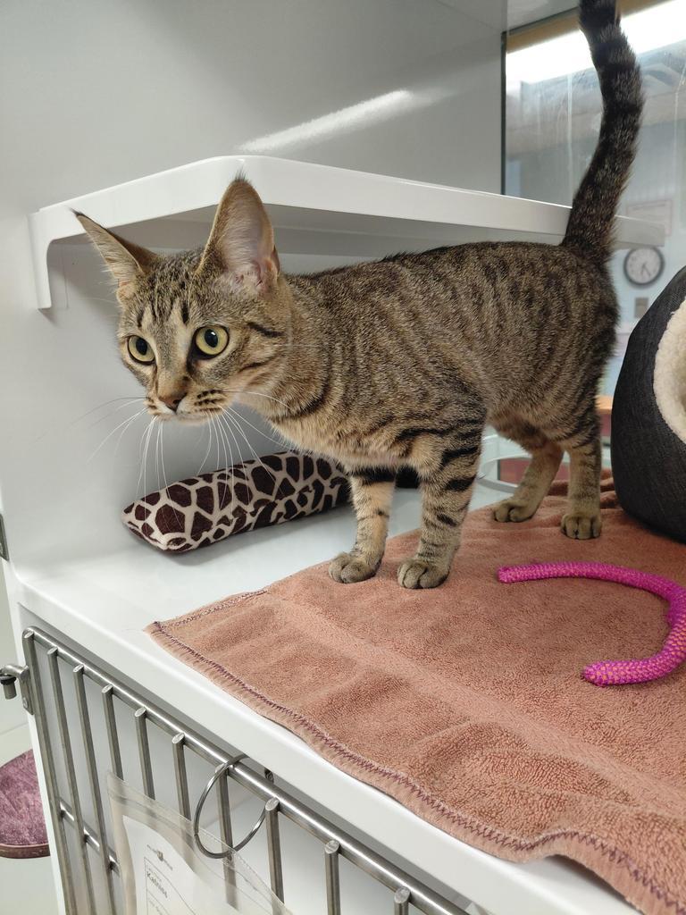 Katniss, a Adoptable mixed breed image 1/2