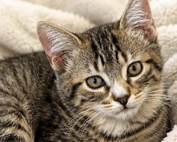 Sarah, Adoptable, Kitten Female Domestic Short Hair.