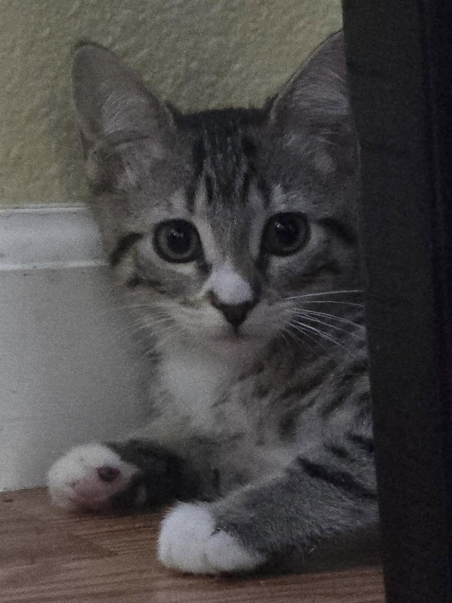 Sarah, a Adoptable Domestic Short Hair in Antioch, CA image 2/3