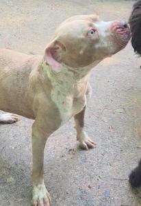 Luna, Adopted, Young Female Hound.