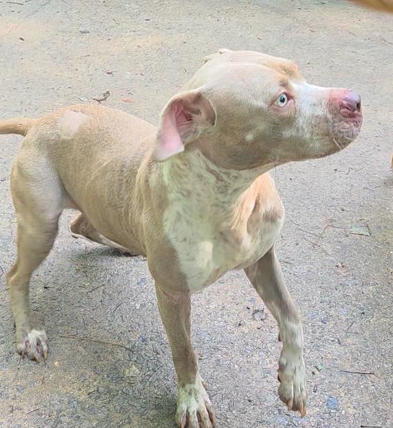 Luna, a Adopted Hound in Decatur, GA image 2/3