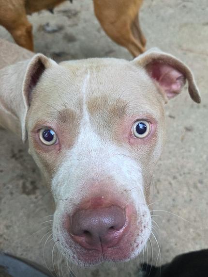 Luna, a Adopted Hound in Decatur, GA image 3/3