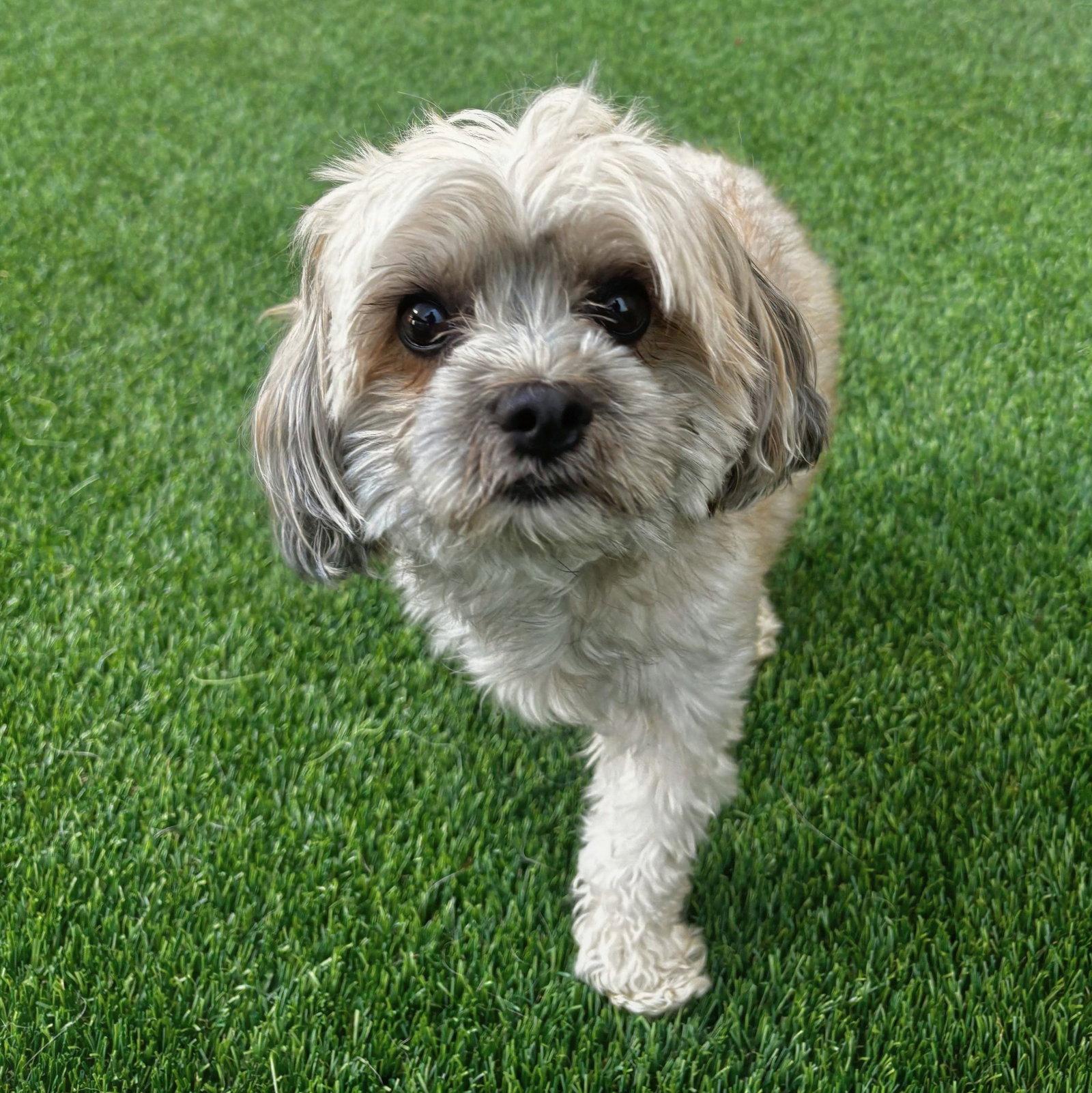 Milo, Adopted, Adult Male Maltese & Shih Tzu.