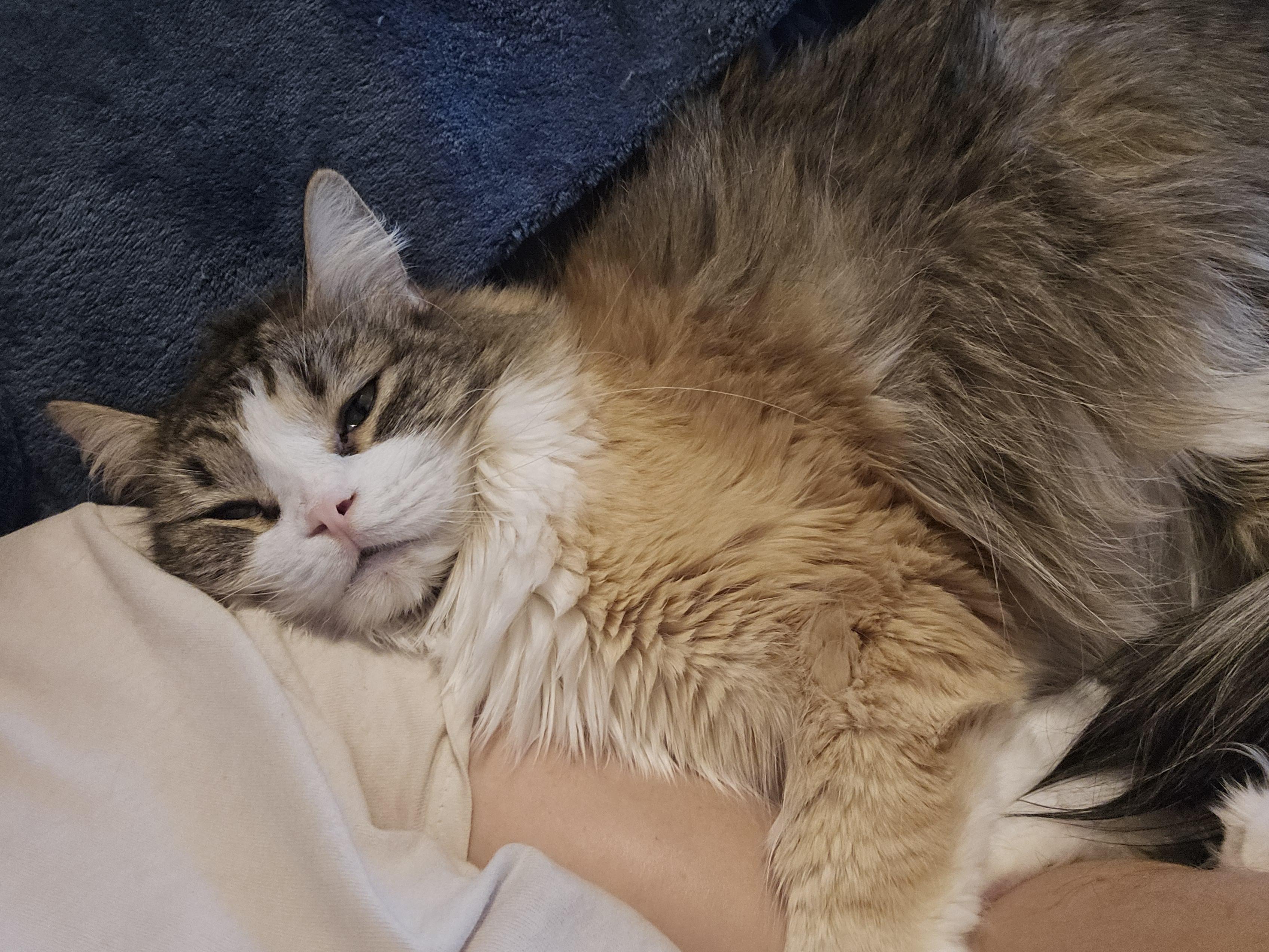 Enlarge Poppy, a Adoptable mixed breed in Phoenix, AZ image 3/3